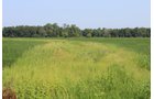 Tract 21 in Clay & Wayne Counties, Indiana Farmland - VIRTUAL ILLINOIS LAND AUCTION - 109+/- ACRES OFFERED IN 3 TRACTS IN CLAY & WAYNE COUNTIES, ILLINOIS (PART OF AN 1,132+/- ACRE, 21 TRACT AUCTION)