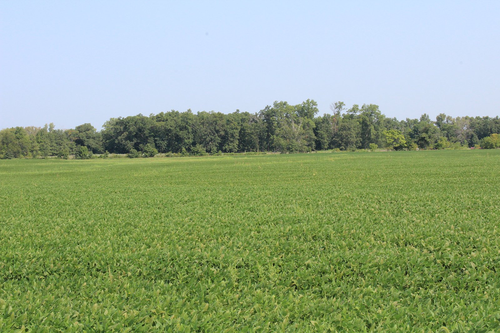 Tract 21 in Clay & Wayne Counties, Indiana Farmland - VIRTUAL ILLINOIS LAND AUCTION - 109+/- ACRES OFFERED IN 3 TRACTS IN CLAY & WAYNE COUNTIES, ILLINOIS (PART OF AN 1,132+/- ACRE, 21 TRACT AUCTION)