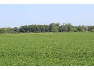 Tract 21 in Clay & Wayne Counties, Indiana Farmland - VIRTUAL ILLINOIS LAND AUCTION - 109+/- ACRES OFFERED IN 3 TRACTS IN CLAY & WAYNE COUNTIES, ILLINOIS (PART OF AN 1,132+/- ACRE, 21 TRACT AUCTION)