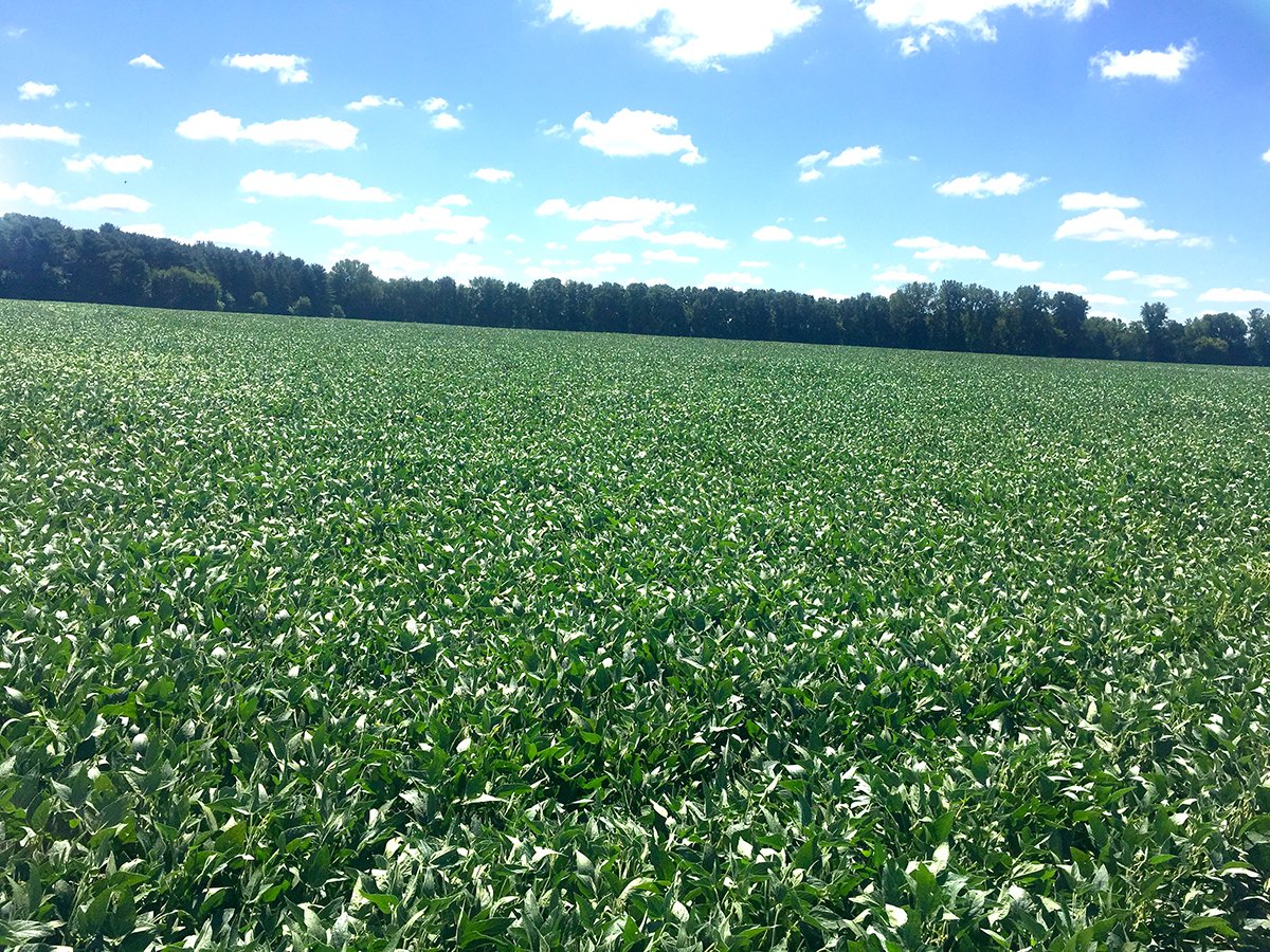 Branch County, Michigan Farmland - VIRTUAL LAND AUCTION - 205.5+/- ACRES OFFERED IN 2 TRACTS AND 2 EQUIPMENT TRACTS IN BRANCH COUNTY, MICHIGAN