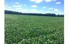 Branch County, Michigan Farmland - VIRTUAL LAND AUCTION - 205.5+/- ACRES OFFERED IN 2 TRACTS AND 2 EQUIPMENT TRACTS IN BRANCH COUNTY, MICHIGAN