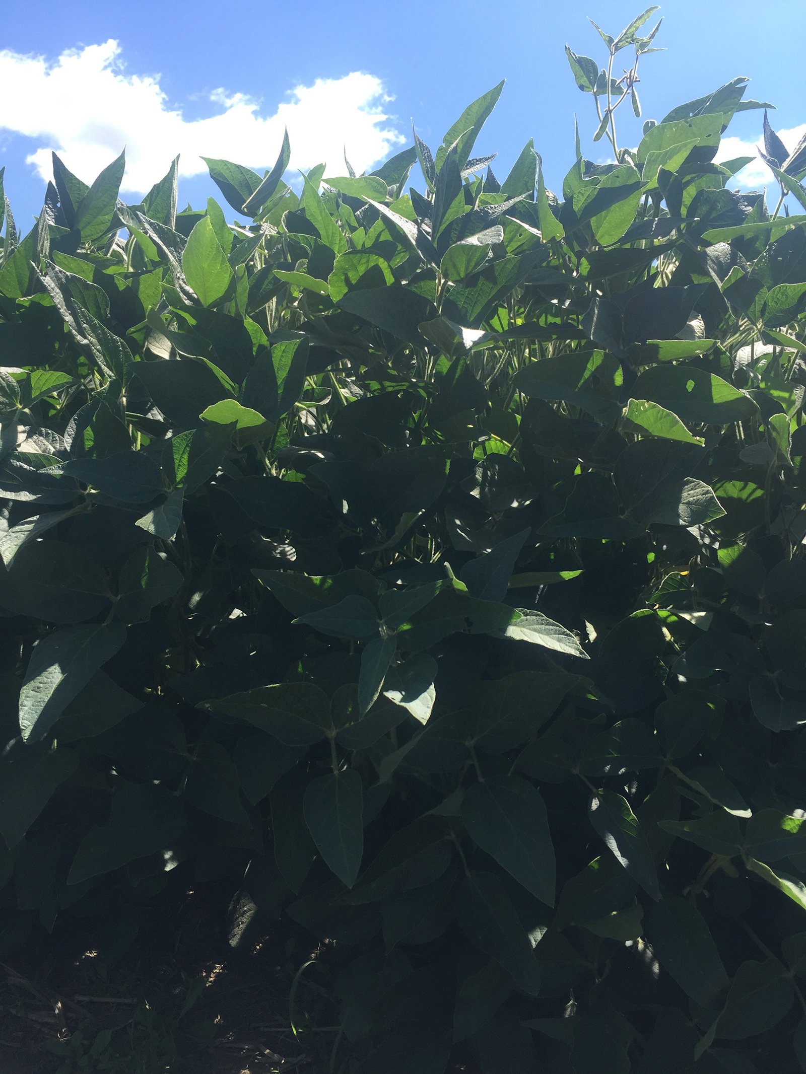 Branch County, Michigan Farmland - VIRTUAL LAND AUCTION - 205.5+/- ACRES OFFERED IN 2 TRACTS AND 2 EQUIPMENT TRACTS IN BRANCH COUNTY, MICHIGAN