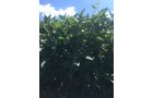 Branch County, Michigan Farmland - VIRTUAL LAND AUCTION - 205.5+/- ACRES OFFERED IN 2 TRACTS AND 2 EQUIPMENT TRACTS IN BRANCH COUNTY, MICHIGAN