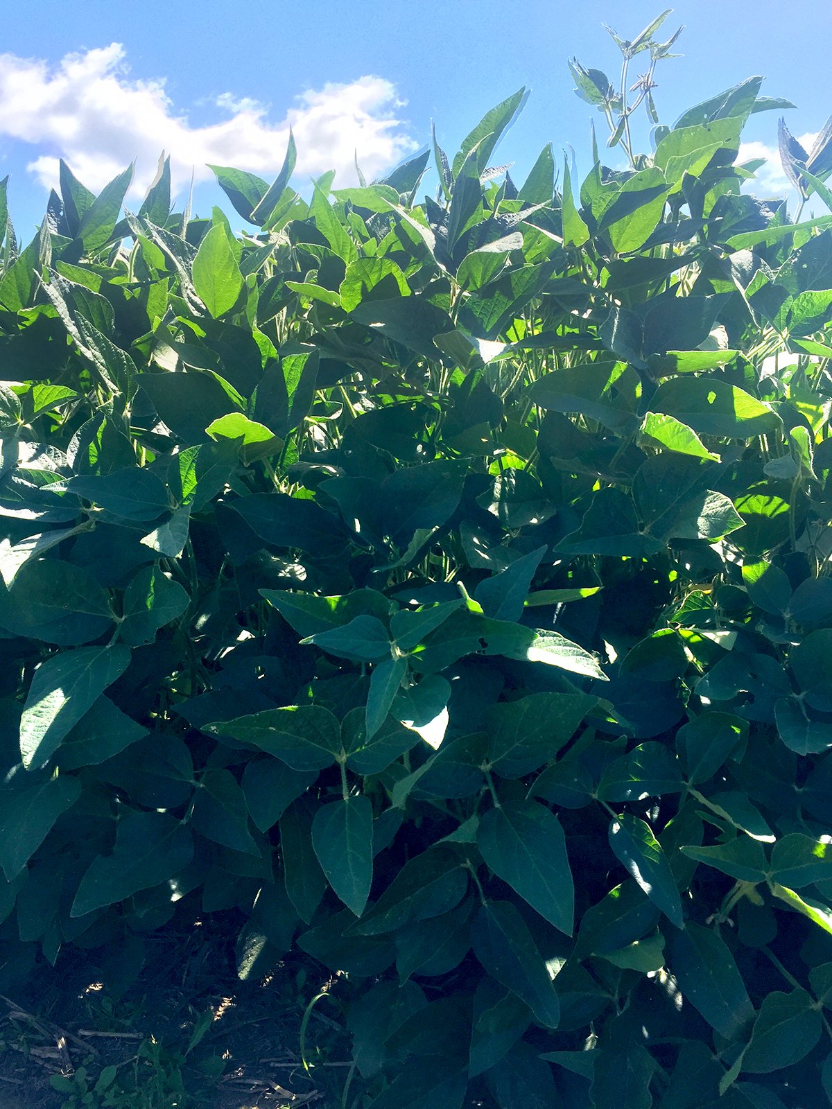 Branch County, Michigan Farmland - VIRTUAL LAND AUCTION - 205.5+/- ACRES OFFERED IN 2 TRACTS AND 2 EQUIPMENT TRACTS IN BRANCH COUNTY, MICHIGAN