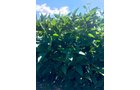 Branch County, Michigan Farmland - VIRTUAL LAND AUCTION - 205.5+/- ACRES OFFERED IN 2 TRACTS AND 2 EQUIPMENT TRACTS IN BRANCH COUNTY, MICHIGAN