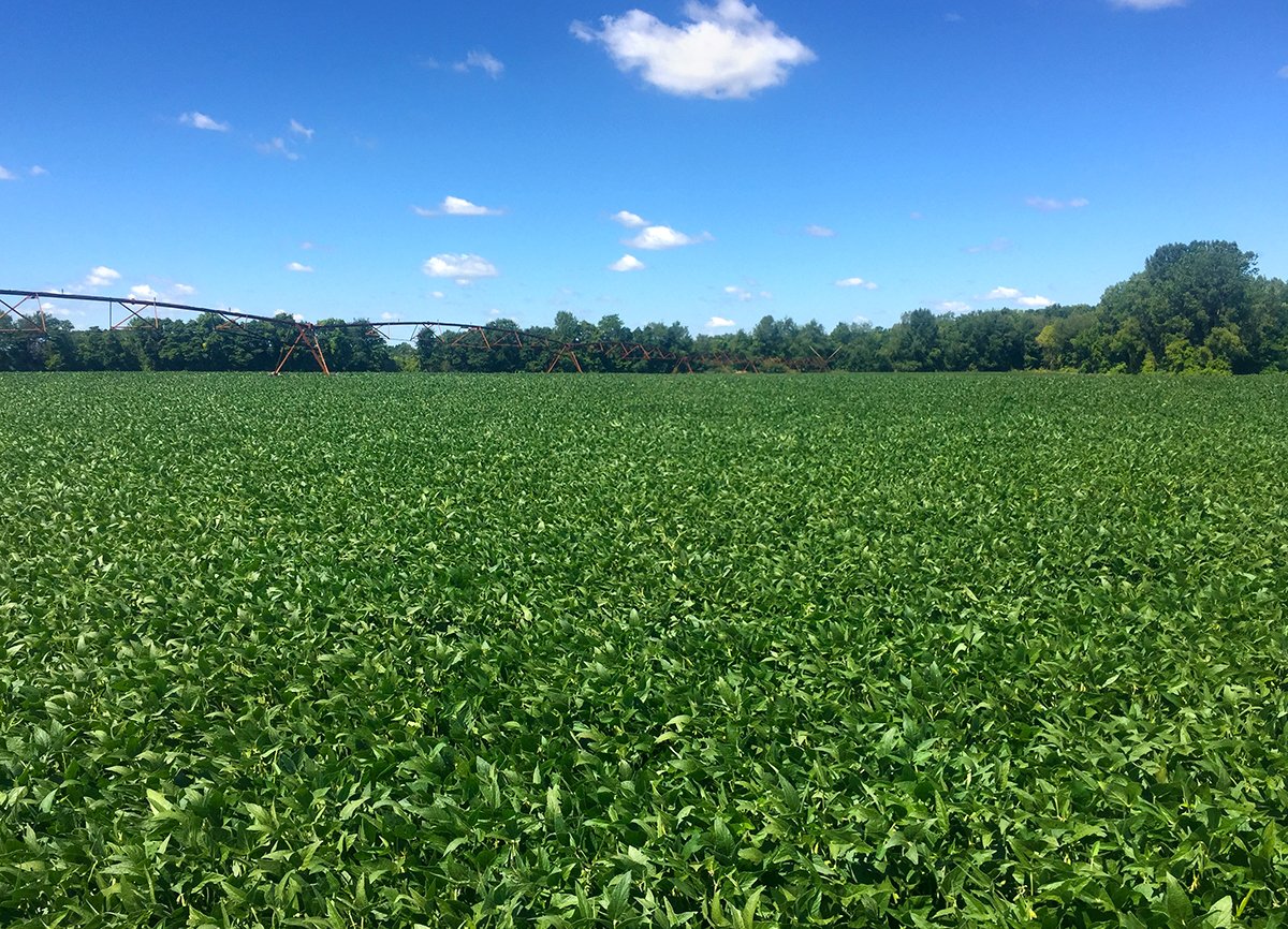 Branch County, Michigan Farmland - VIRTUAL LAND AUCTION - 205.5+/- ACRES OFFERED IN 2 TRACTS AND 2 EQUIPMENT TRACTS IN BRANCH COUNTY, MICHIGAN