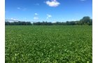 Branch County, Michigan Farmland - VIRTUAL LAND AUCTION - 205.5+/- ACRES OFFERED IN 2 TRACTS AND 2 EQUIPMENT TRACTS IN BRANCH COUNTY, MICHIGAN