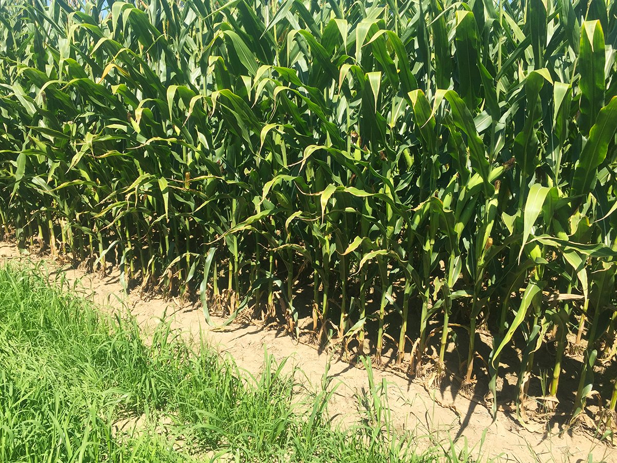 Branch County, Michigan Farmland - VIRTUAL LAND AUCTION - 205.5+/- ACRES OFFERED IN 2 TRACTS AND 2 EQUIPMENT TRACTS IN BRANCH COUNTY, MICHIGAN