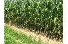 Branch County, Michigan Farmland - VIRTUAL LAND AUCTION - 205.5+/- ACRES OFFERED IN 2 TRACTS AND 2 EQUIPMENT TRACTS IN BRANCH COUNTY, MICHIGAN