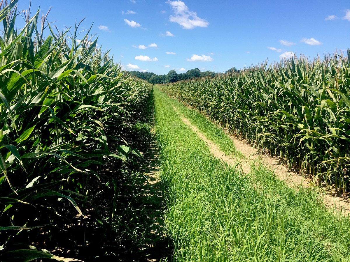 Branch County, Michigan Farmland - VIRTUAL LAND AUCTION - 205.5+/- ACRES OFFERED IN 2 TRACTS AND 2 EQUIPMENT TRACTS IN BRANCH COUNTY, MICHIGAN