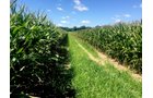 Branch County, Michigan Farmland - VIRTUAL LAND AUCTION - 205.5+/- ACRES OFFERED IN 2 TRACTS AND 2 EQUIPMENT TRACTS IN BRANCH COUNTY, MICHIGAN