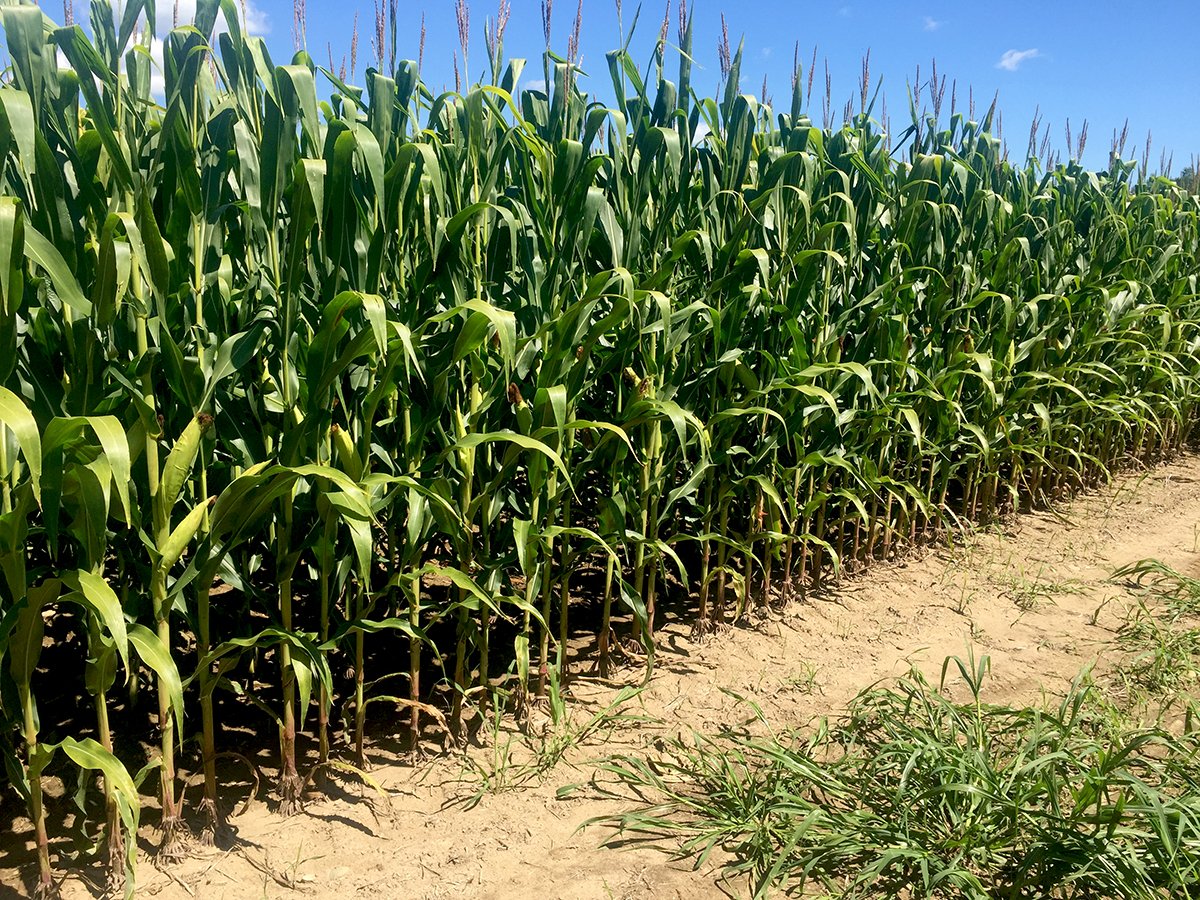 Branch County, Michigan Farmland - VIRTUAL LAND AUCTION - 205.5+/- ACRES OFFERED IN 2 TRACTS AND 2 EQUIPMENT TRACTS IN BRANCH COUNTY, MICHIGAN