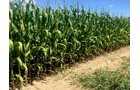 Branch County, Michigan Farmland - VIRTUAL LAND AUCTION - 205.5+/- ACRES OFFERED IN 2 TRACTS AND 2 EQUIPMENT TRACTS IN BRANCH COUNTY, MICHIGAN