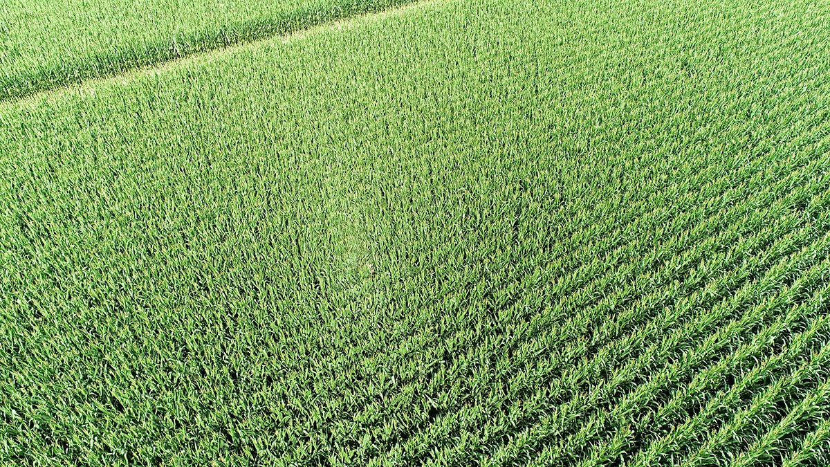 Branch County, Michigan Farmland - VIRTUAL LAND AUCTION - 205.5+/- ACRES OFFERED IN 2 TRACTS AND 2 EQUIPMENT TRACTS IN BRANCH COUNTY, MICHIGAN