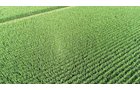 Branch County, Michigan Farmland - VIRTUAL LAND AUCTION - 205.5+/- ACRES OFFERED IN 2 TRACTS AND 2 EQUIPMENT TRACTS IN BRANCH COUNTY, MICHIGAN