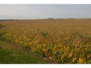 Noble County, Indiana Farmland - FARM AUCTION - 144+/- ACRES OFFERED IN 12 TRACTS OR IN COMBINATIONS IN NOBLE COUNTY, INDIANA