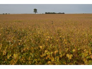 Noble County, Indiana Farmland - FARM AUCTION - 144+/- ACRES OFFERED IN 12 TRACTS OR IN COMBINATIONS IN NOBLE COUNTY, INDIANA
