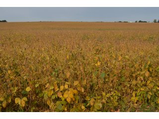 Noble County, Indiana Farmland - FARM AUCTION - 144+/- ACRES OFFERED IN 12 TRACTS OR IN COMBINATIONS IN NOBLE COUNTY, INDIANA