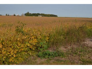 Noble County, Indiana Farmland - FARM AUCTION - 144+/- ACRES OFFERED IN 12 TRACTS OR IN COMBINATIONS IN NOBLE COUNTY, INDIANA