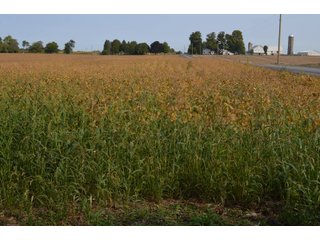 Noble County, Indiana Farmland - FARM AUCTION - 144+/- ACRES OFFERED IN 12 TRACTS OR IN COMBINATIONS IN NOBLE COUNTY, INDIANA
