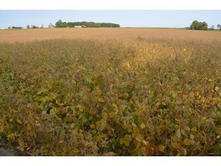 Noble County, Indiana Farmland - FARM AUCTION - 144+/- ACRES OFFERED IN 12 TRACTS OR IN COMBINATIONS IN NOBLE COUNTY, INDIANA