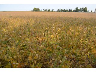 Noble County, Indiana Farmland - FARM AUCTION - 144+/- ACRES OFFERED IN 12 TRACTS OR IN COMBINATIONS IN NOBLE COUNTY, INDIANA