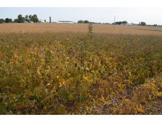 Noble County, Indiana Farmland - FARM AUCTION - 144+/- ACRES OFFERED IN 12 TRACTS OR IN COMBINATIONS IN NOBLE COUNTY, INDIANA