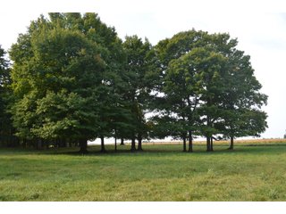Woods in Noble County, Indiana - FARM AUCTION - 144+/- ACRES OFFERED IN 12 TRACTS OR IN COMBINATIONS IN NOBLE COUNTY, INDIANA