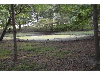 Woods in Noble County, Indiana - FARM AUCTION - 144+/- ACRES OFFERED IN 12 TRACTS OR IN COMBINATIONS IN NOBLE COUNTY, INDIANA