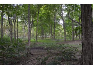 Woods in Noble County, Indiana - FARM AUCTION - 144+/- ACRES OFFERED IN 12 TRACTS OR IN COMBINATIONS IN NOBLE COUNTY, INDIANA