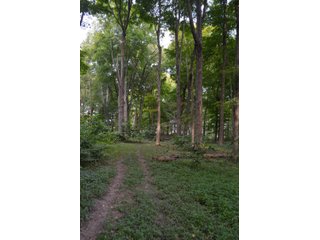 Woods in Noble County, Indiana - FARM AUCTION - 144+/- ACRES OFFERED IN 12 TRACTS OR IN COMBINATIONS IN NOBLE COUNTY, INDIANA