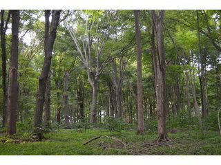Woods in Noble County, Indiana - FARM AUCTION - 144+/- ACRES OFFERED IN 12 TRACTS OR IN COMBINATIONS IN NOBLE COUNTY, INDIANA