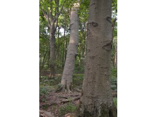 Woods in Noble County, Indiana - FARM AUCTION - 144+/- ACRES OFFERED IN 12 TRACTS OR IN COMBINATIONS IN NOBLE COUNTY, INDIANA