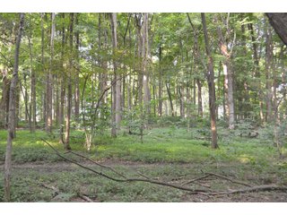 Woods in Noble County, Indiana - FARM AUCTION - 144+/- ACRES OFFERED IN 12 TRACTS OR IN COMBINATIONS IN NOBLE COUNTY, INDIANA