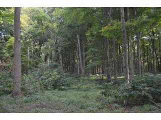 Woods in Noble County, Indiana - FARM AUCTION - 144+/- ACRES OFFERED IN 12 TRACTS OR IN COMBINATIONS IN NOBLE COUNTY, INDIANA