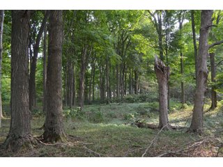 Woods in Noble County, Indiana - FARM AUCTION - 144+/- ACRES OFFERED IN 12 TRACTS OR IN COMBINATIONS IN NOBLE COUNTY, INDIANA