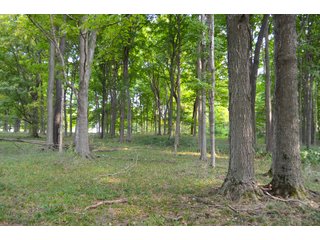 Woods in Noble County, Indiana - FARM AUCTION - 144+/- ACRES OFFERED IN 12 TRACTS OR IN COMBINATIONS IN NOBLE COUNTY, INDIANA