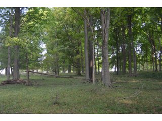 Woods in Noble County, Indiana - FARM AUCTION - 144+/- ACRES OFFERED IN 12 TRACTS OR IN COMBINATIONS IN NOBLE COUNTY, INDIANA