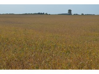 Noble County, Indiana Farmland - FARM AUCTION - 144+/- ACRES OFFERED IN 12 TRACTS OR IN COMBINATIONS IN NOBLE COUNTY, INDIANA