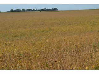 Noble County, Indiana Farmland - FARM AUCTION - 144+/- ACRES OFFERED IN 12 TRACTS OR IN COMBINATIONS IN NOBLE COUNTY, INDIANA