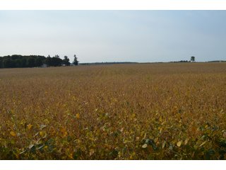 Noble County, Indiana Farmland - FARM AUCTION - 144+/- ACRES OFFERED IN 12 TRACTS OR IN COMBINATIONS IN NOBLE COUNTY, INDIANA