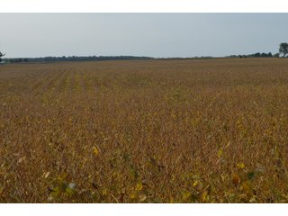 Noble County, Indiana Farmland - FARM AUCTION - 144+/- ACRES OFFERED IN 12 TRACTS OR IN COMBINATIONS IN NOBLE COUNTY, INDIANA