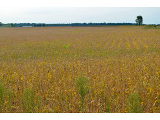 Noble County, Indiana Farmland - FARM AUCTION - 144+/- ACRES OFFERED IN 12 TRACTS OR IN COMBINATIONS IN NOBLE COUNTY, INDIANA