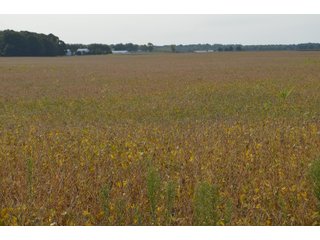 Noble County, Indiana Farmland - FARM AUCTION - 144+/- ACRES OFFERED IN 12 TRACTS OR IN COMBINATIONS IN NOBLE COUNTY, INDIANA