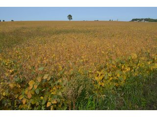Noble County, Indiana Farmland - FARM AUCTION - 144+/- ACRES OFFERED IN 12 TRACTS OR IN COMBINATIONS IN NOBLE COUNTY, INDIANA