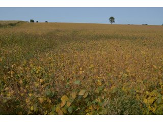 Noble County, Indiana Farmland - FARM AUCTION - 144+/- ACRES OFFERED IN 12 TRACTS OR IN COMBINATIONS IN NOBLE COUNTY, INDIANA