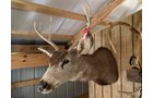 Property photo 50 - TIMED ONLINE ONLY AUCTION - PERSONAL PROPERTY AUCTION IN ELKHART COUNTY, INDIANA