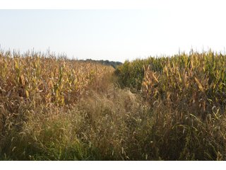 White & Hamilton Counties, Illinois Farmland - ILLINOIS REAL ESTATE AUCTION - 1,720+/- ACRES OFFERED IN 38 TRACTS IN WHITE & HAMILTON COUNTIES, ILLINOIS