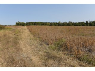 White & Hamilton Counties, Illinois Farmland - ILLINOIS REAL ESTATE AUCTION - 1,720+/- ACRES OFFERED IN 38 TRACTS IN WHITE & HAMILTON COUNTIES, ILLINOIS