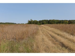 White & Hamilton Counties, Illinois Farmland - ILLINOIS REAL ESTATE AUCTION - 1,720+/- ACRES OFFERED IN 38 TRACTS IN WHITE & HAMILTON COUNTIES, ILLINOIS